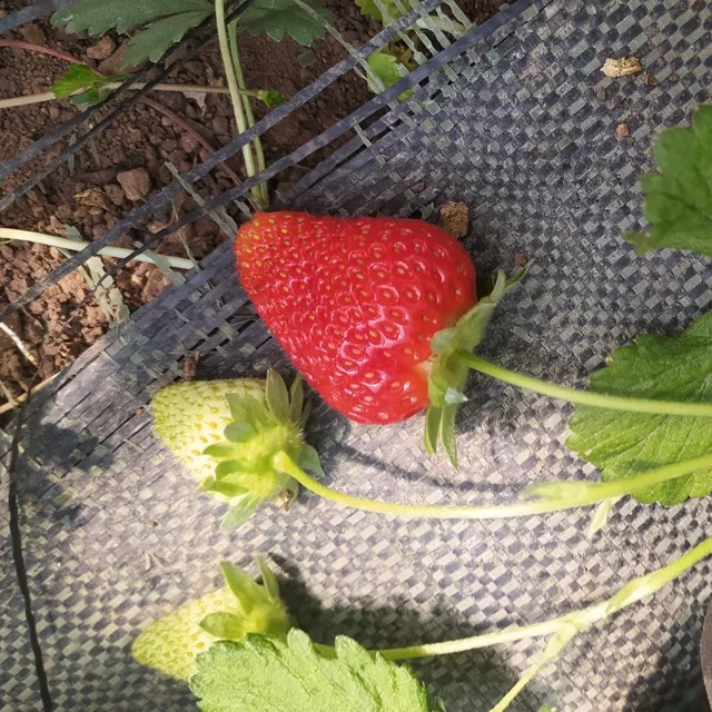 Verdura e grutta biologica
