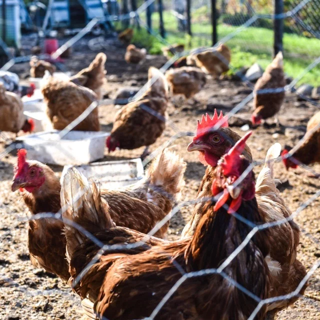 Galline allevate all'aperto