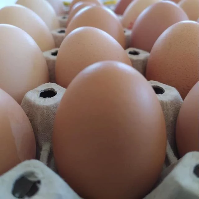Comprare uova fresche di giornata