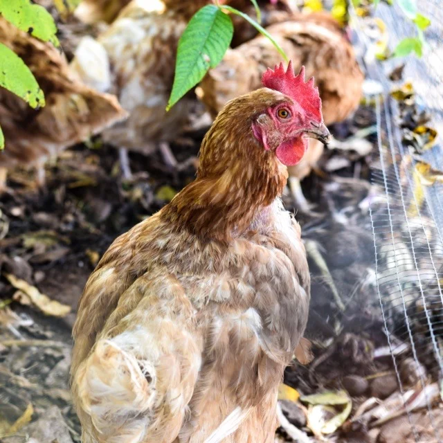 Gallina