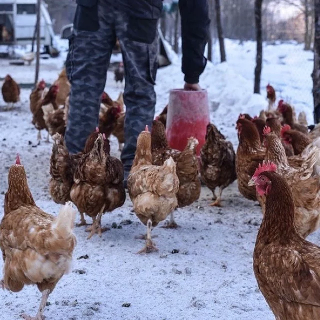 Galline nella cooperativa