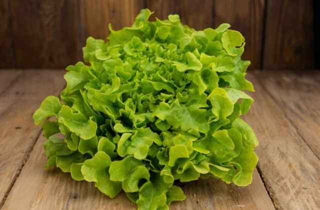 INSALATA FOGLIA DI QUERCIA