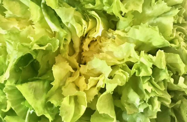 INSALATA SCAROLA