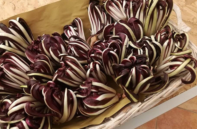 RADICCHIO TARDIVO DI TREVISO