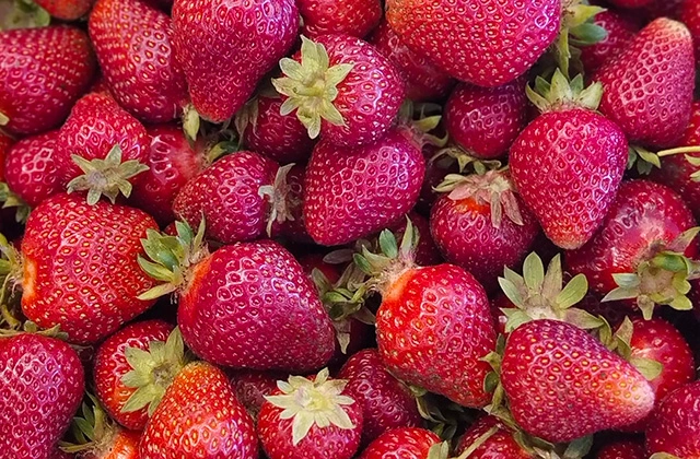 FRAGOLE UNIFERE