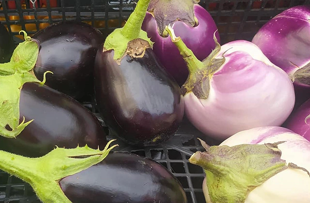 MELANZANE LUNGHE E TONDE