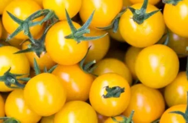 POMODORI CILIEGINI GIALLI