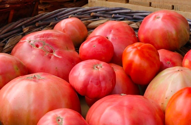 POMODORI CUOR DI BUE VELLUTO