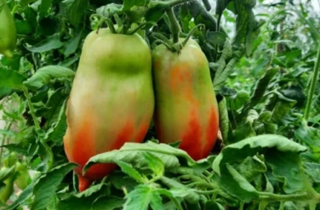 POMODORI NASONE