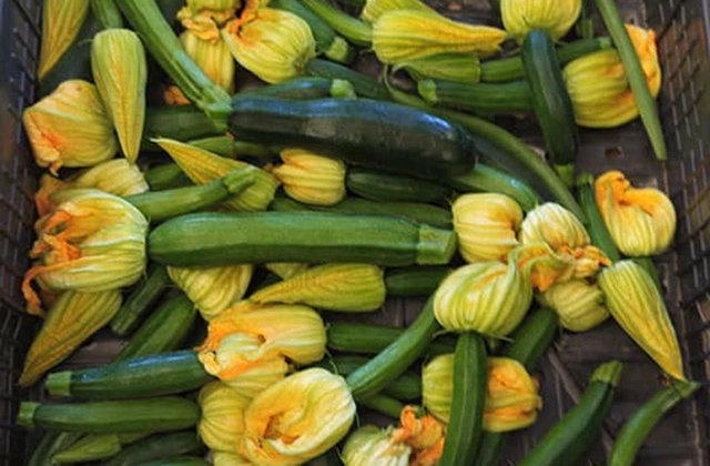 ZUCCHINE VERDE SCURO KALIMERA